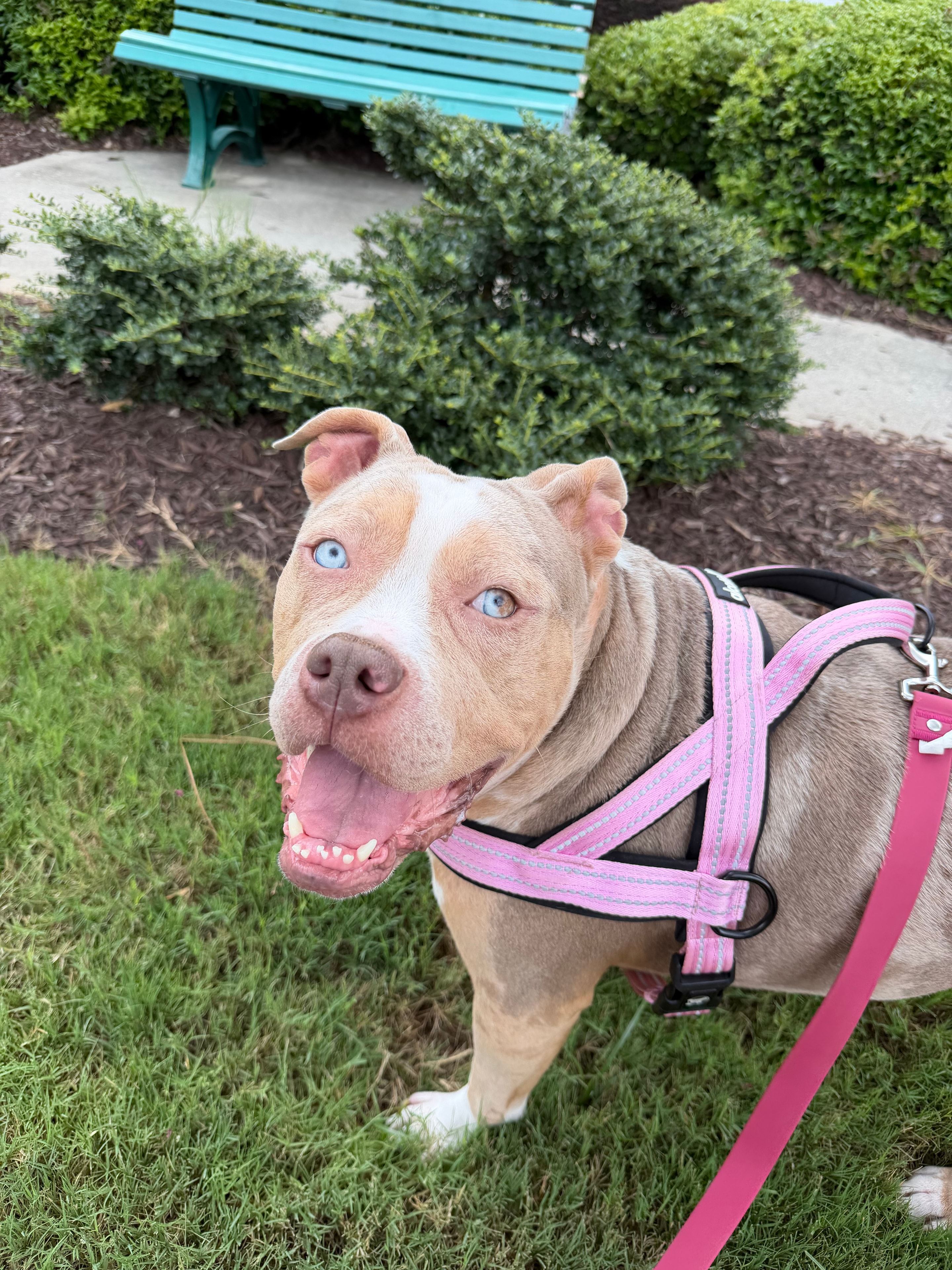 Quartz aka Miss Piggy — American Pit Bull Terrier Mix available for adoption