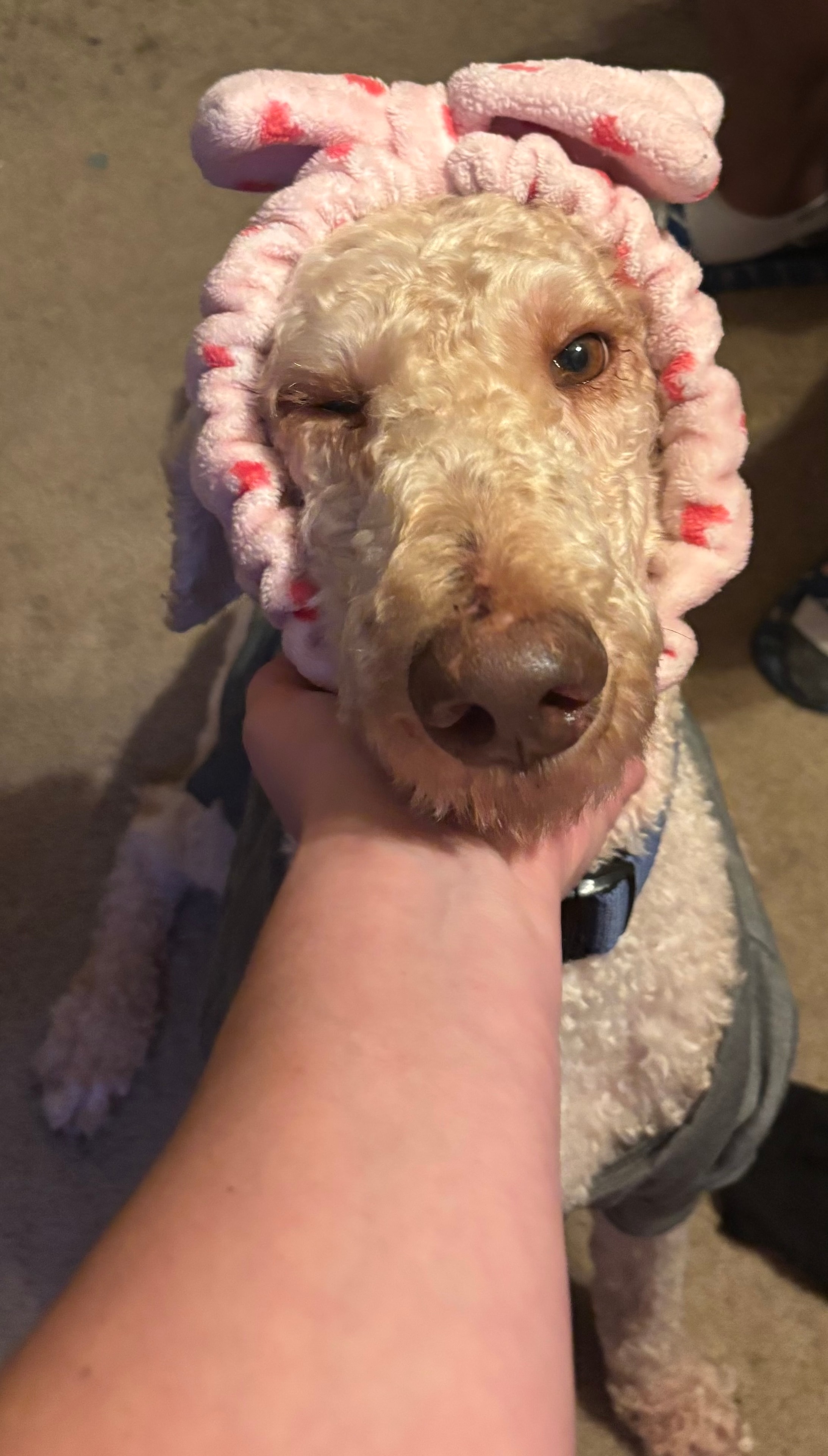 Buzz — Poodle Mix available for adoption