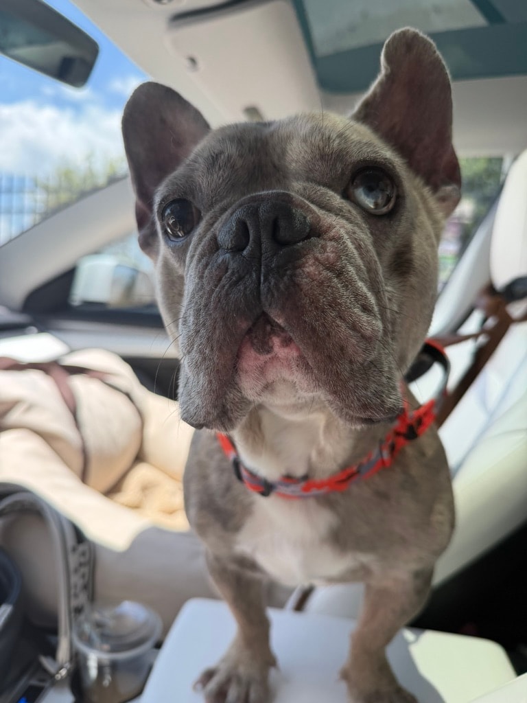 Cash — French Bulldog available for adoption