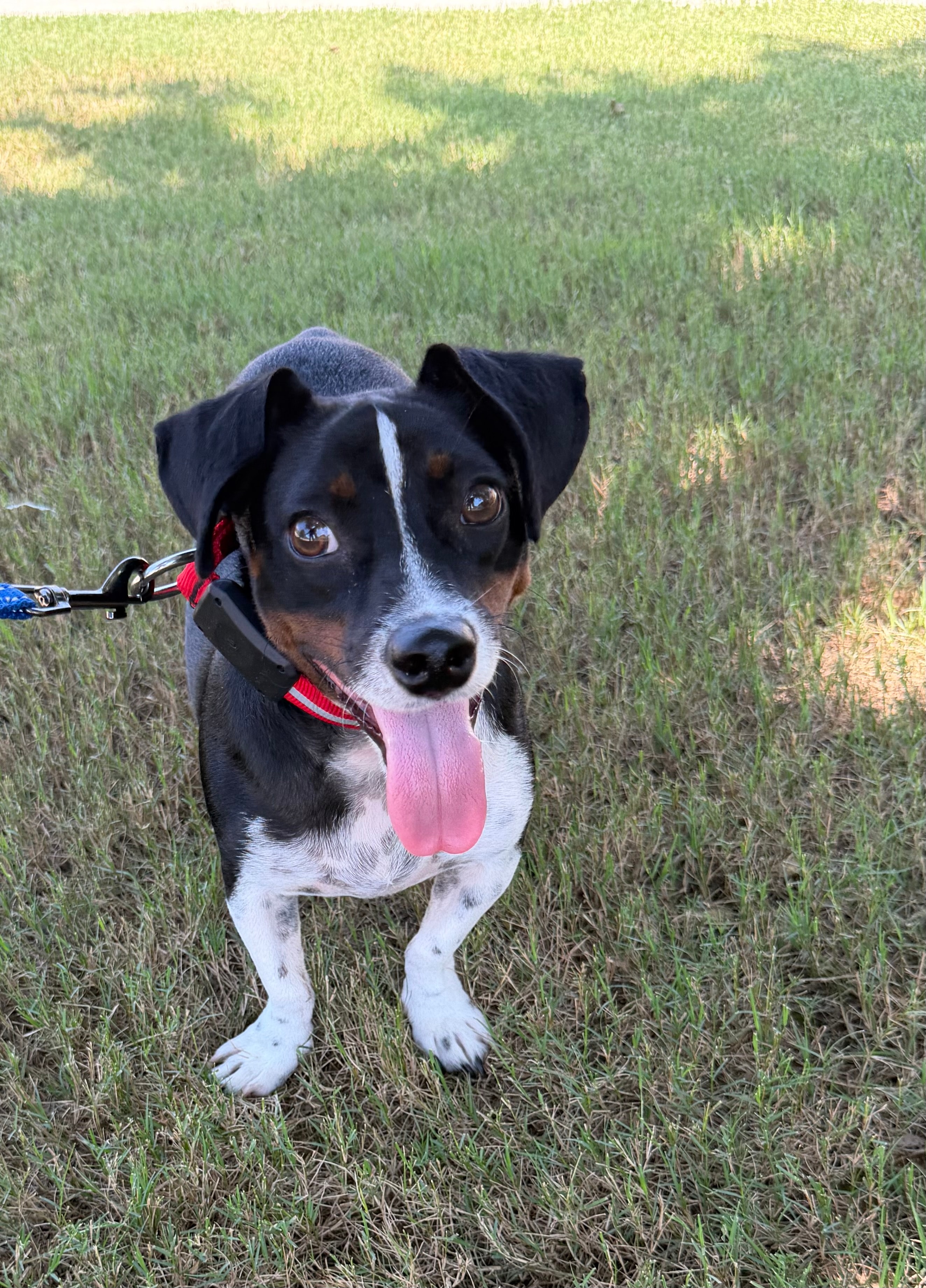 Charlie — Mixed Breed available for adoption