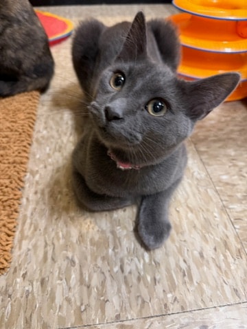 Dove — Domestic Shorthair available for adoption