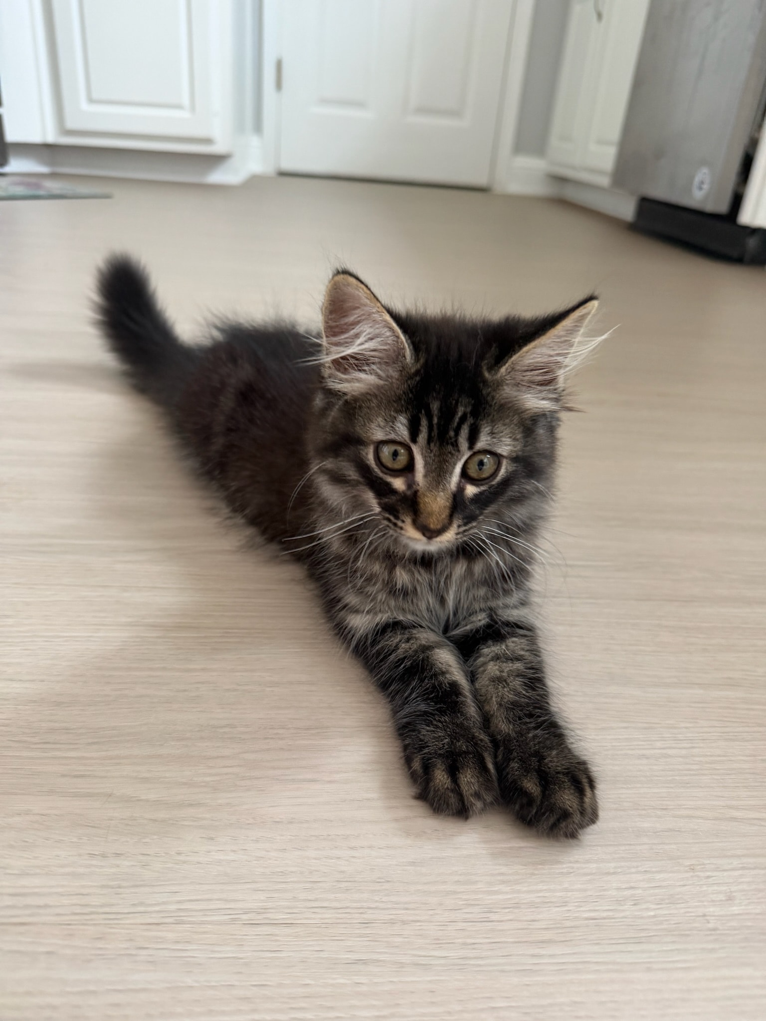 Fluffy — Domestic Longhair available for adoption
