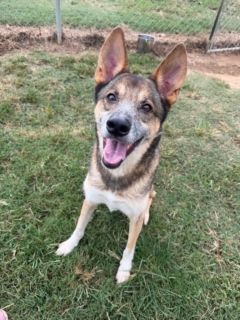 Foxy — Mixed Breed available for adoption