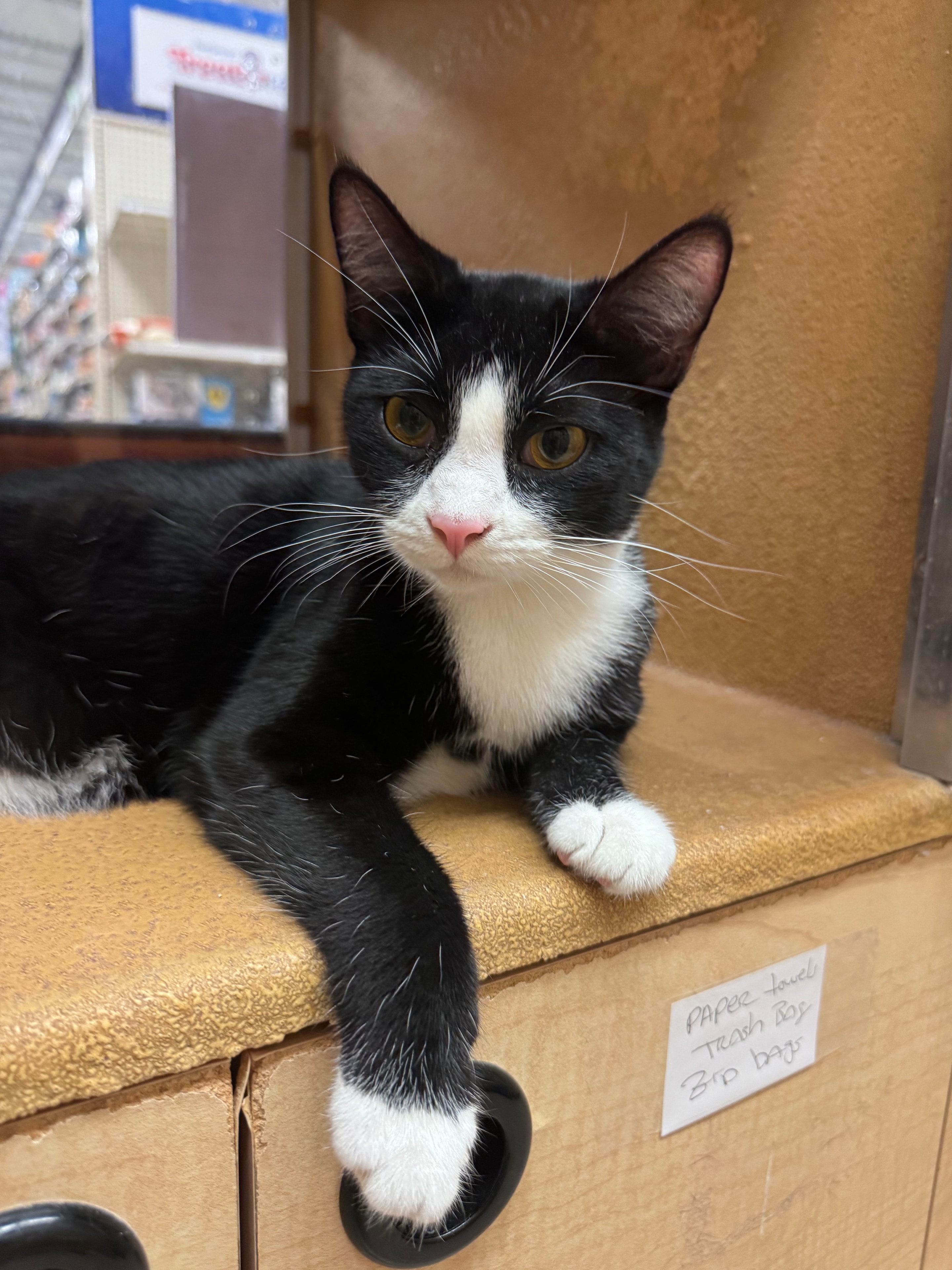 Gene — Domestic Shorthair available for adoption