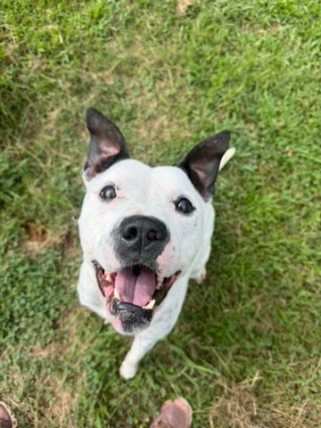 Happy — Mixed Breed available for adoption