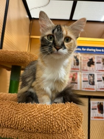 Mama — Calico available for adoption