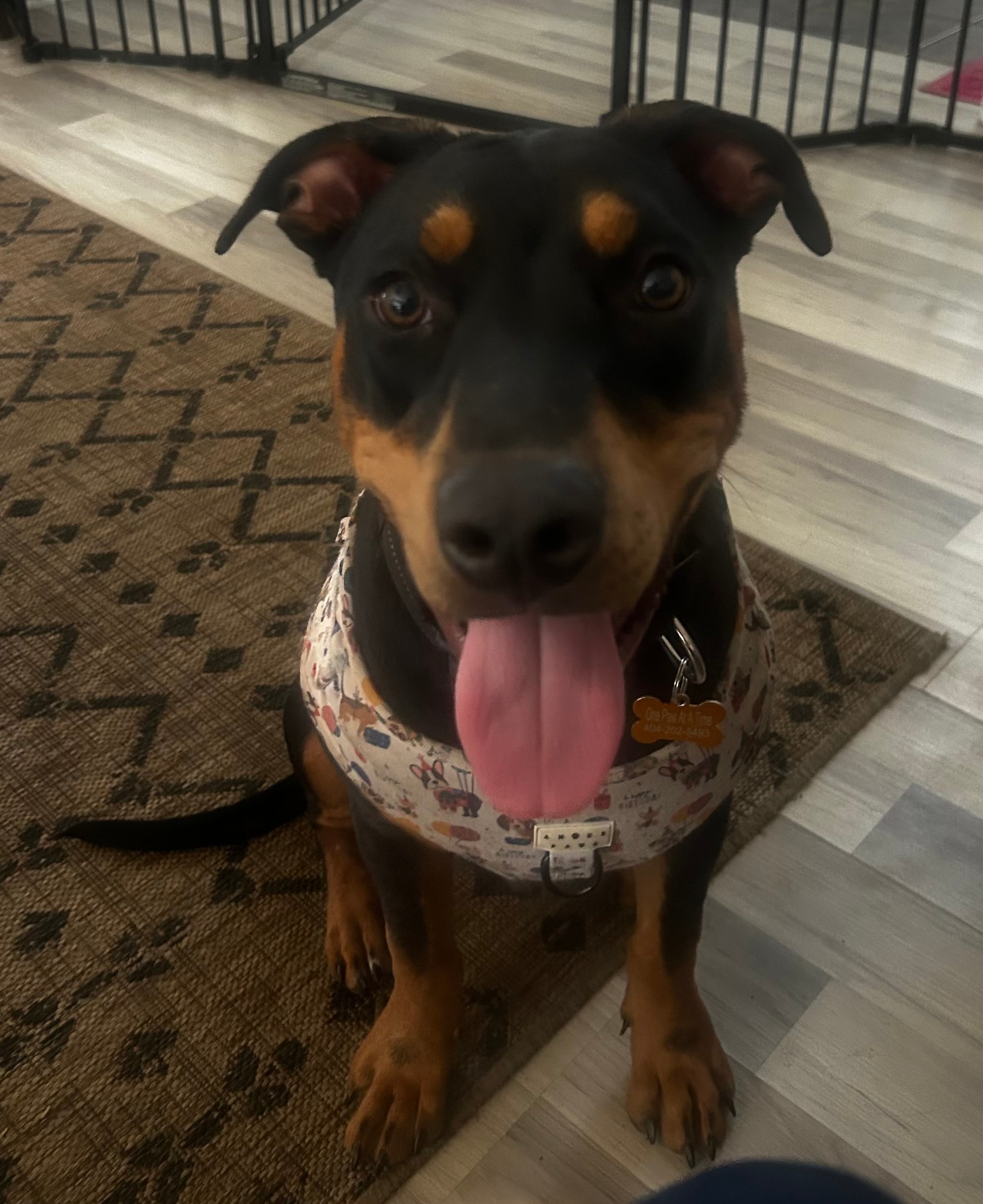 Mossy — Mixed Breed available for adoption