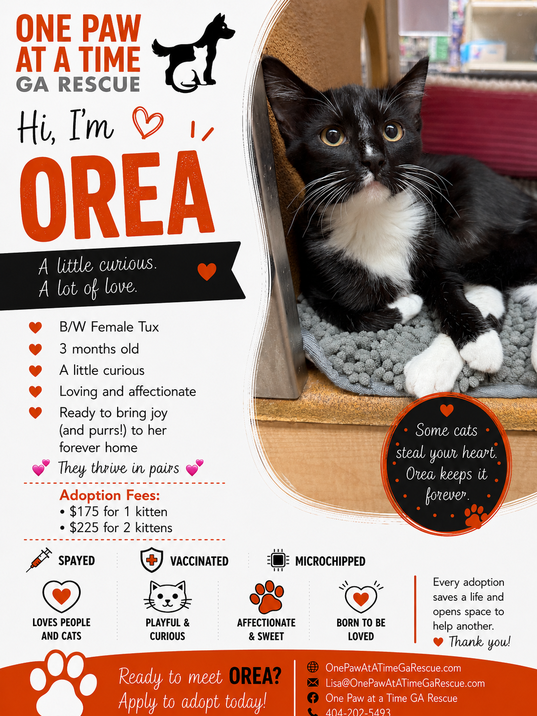Orea — Domestic Shorthair available for adoption