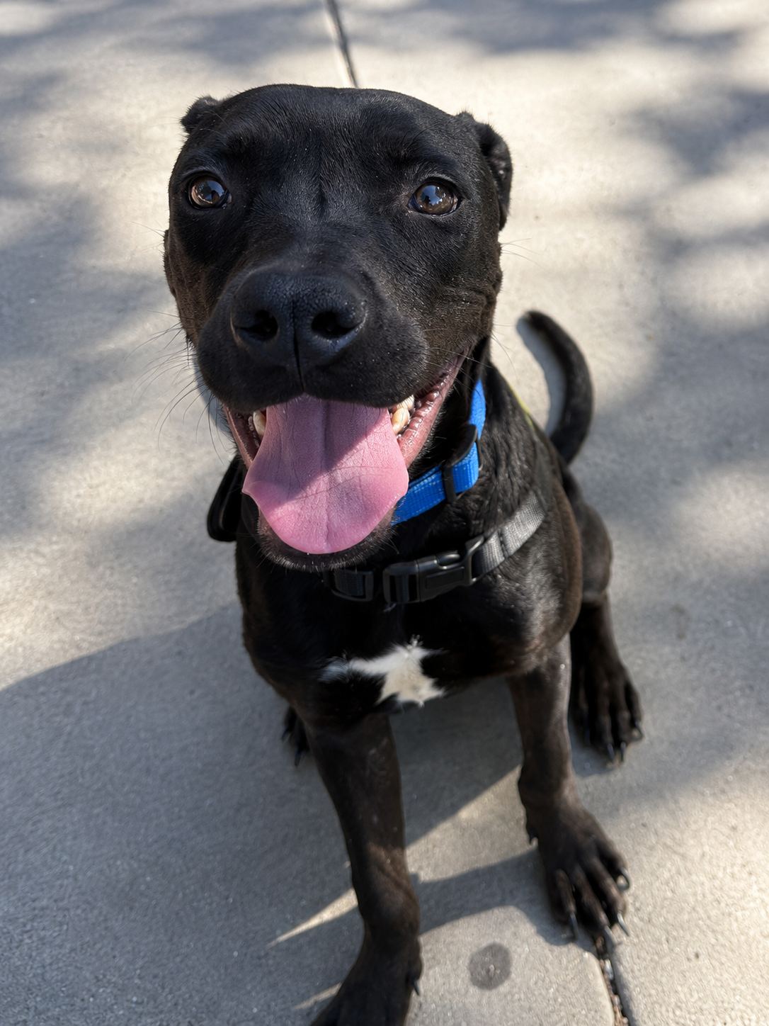 Mr. Oreo — Mixed Breed available for adoption