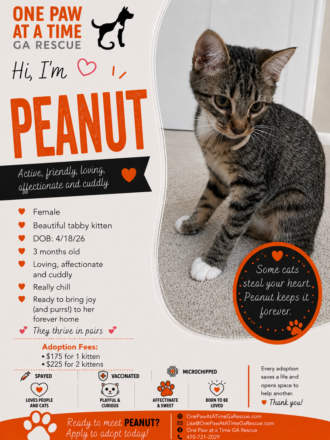 Peanut — Domestic Shorthair available for adoption