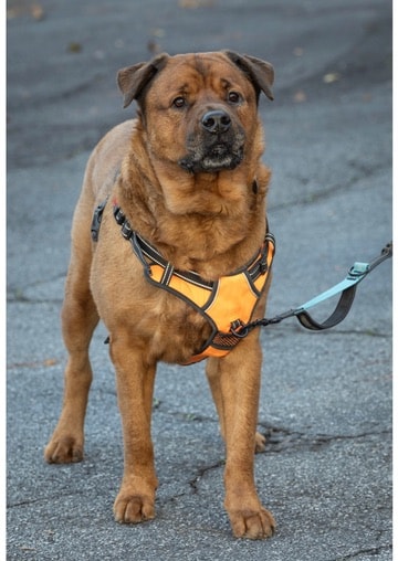 Rusty — Mixed Breed available for adoption