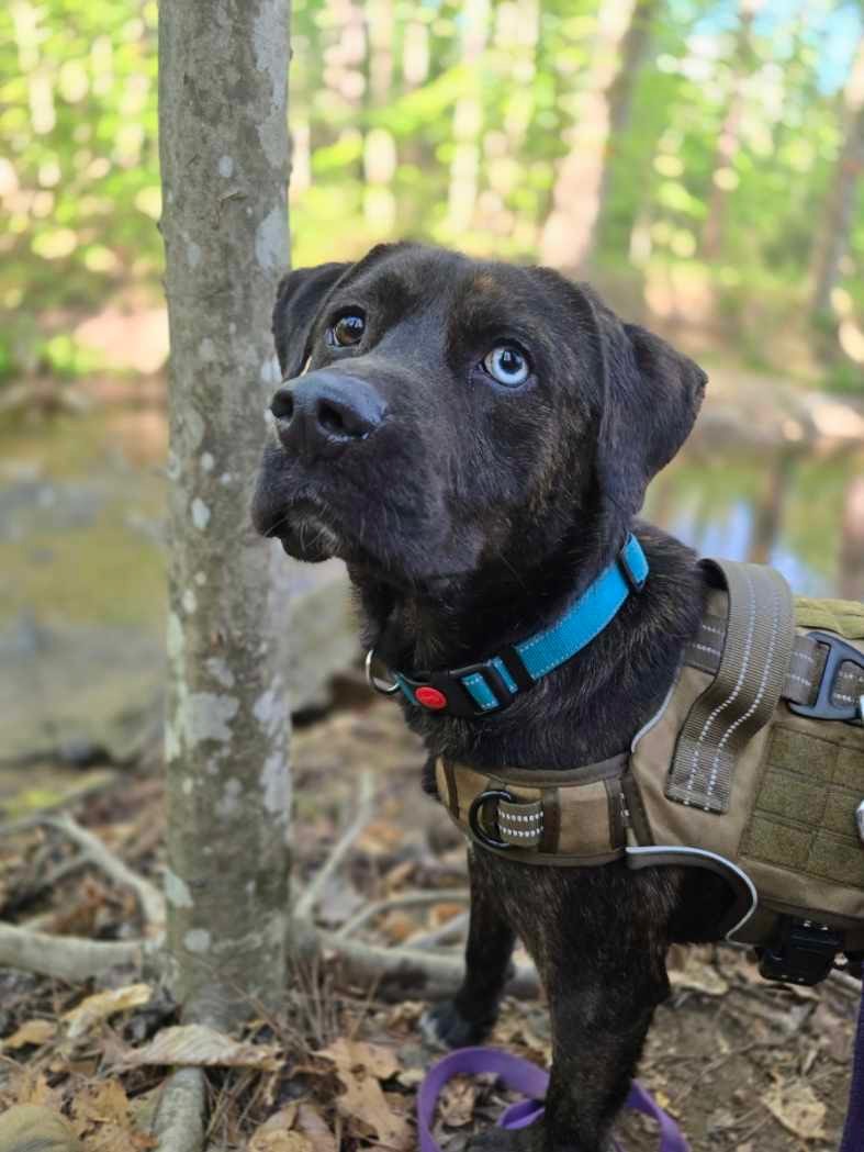 Saddie — Mixed Breed available for adoption