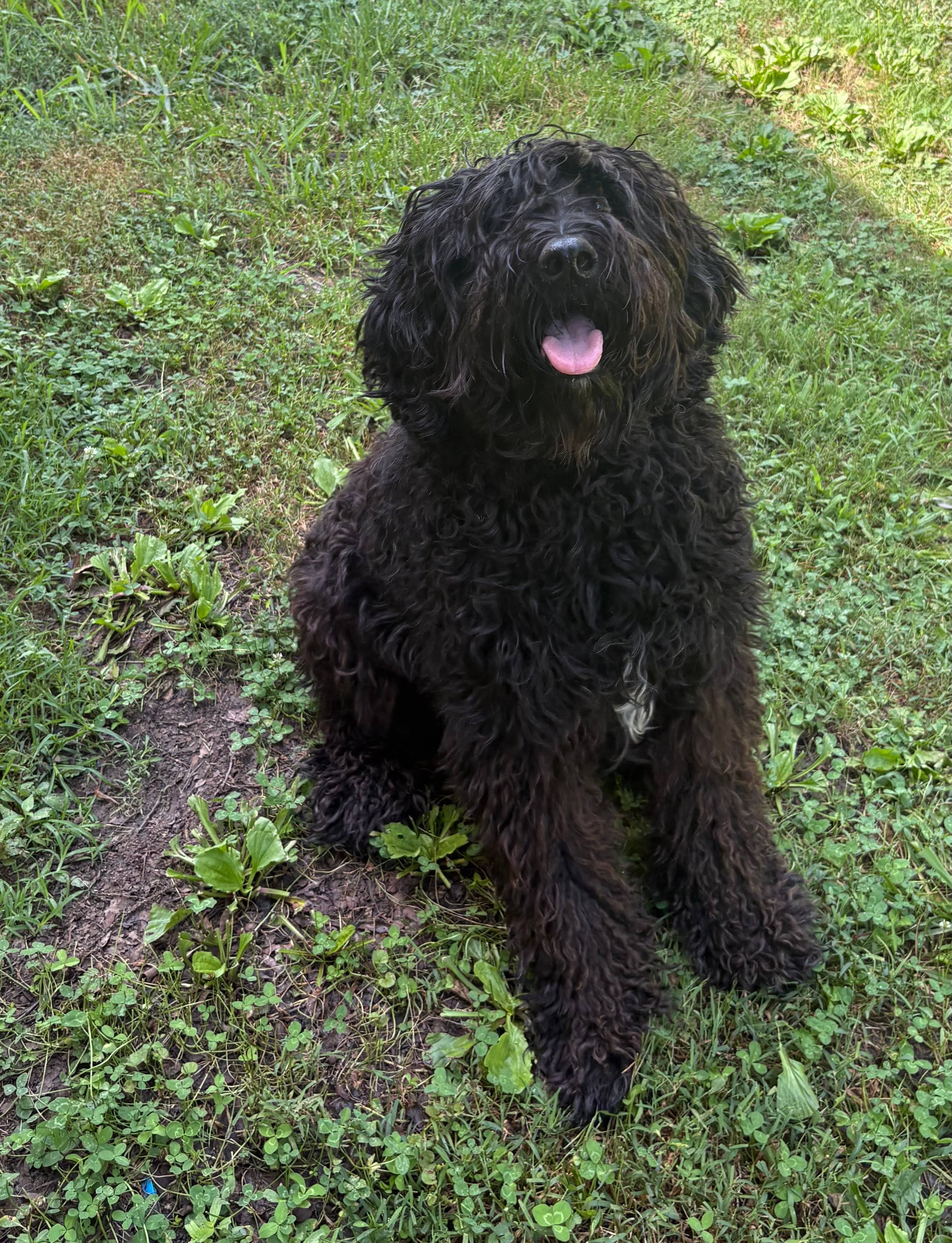 Sammy — Mixed Breed available for adoption