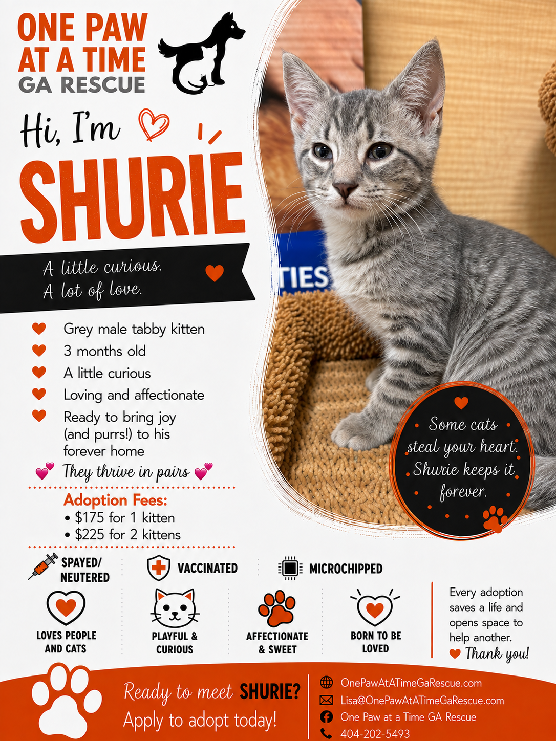 Shurie — Domestic Shorthair available for adoption