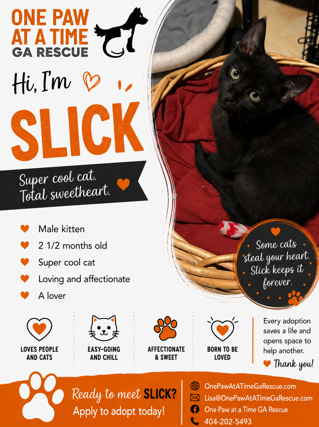Slick — Domestic Shorthair available for adoption