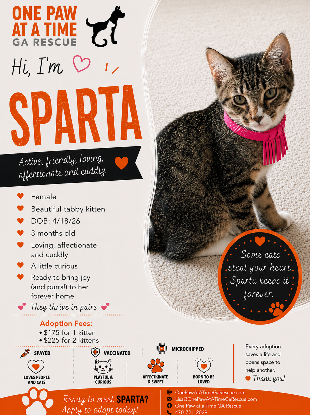 Sparta — Domestic Shorthair available for adoption