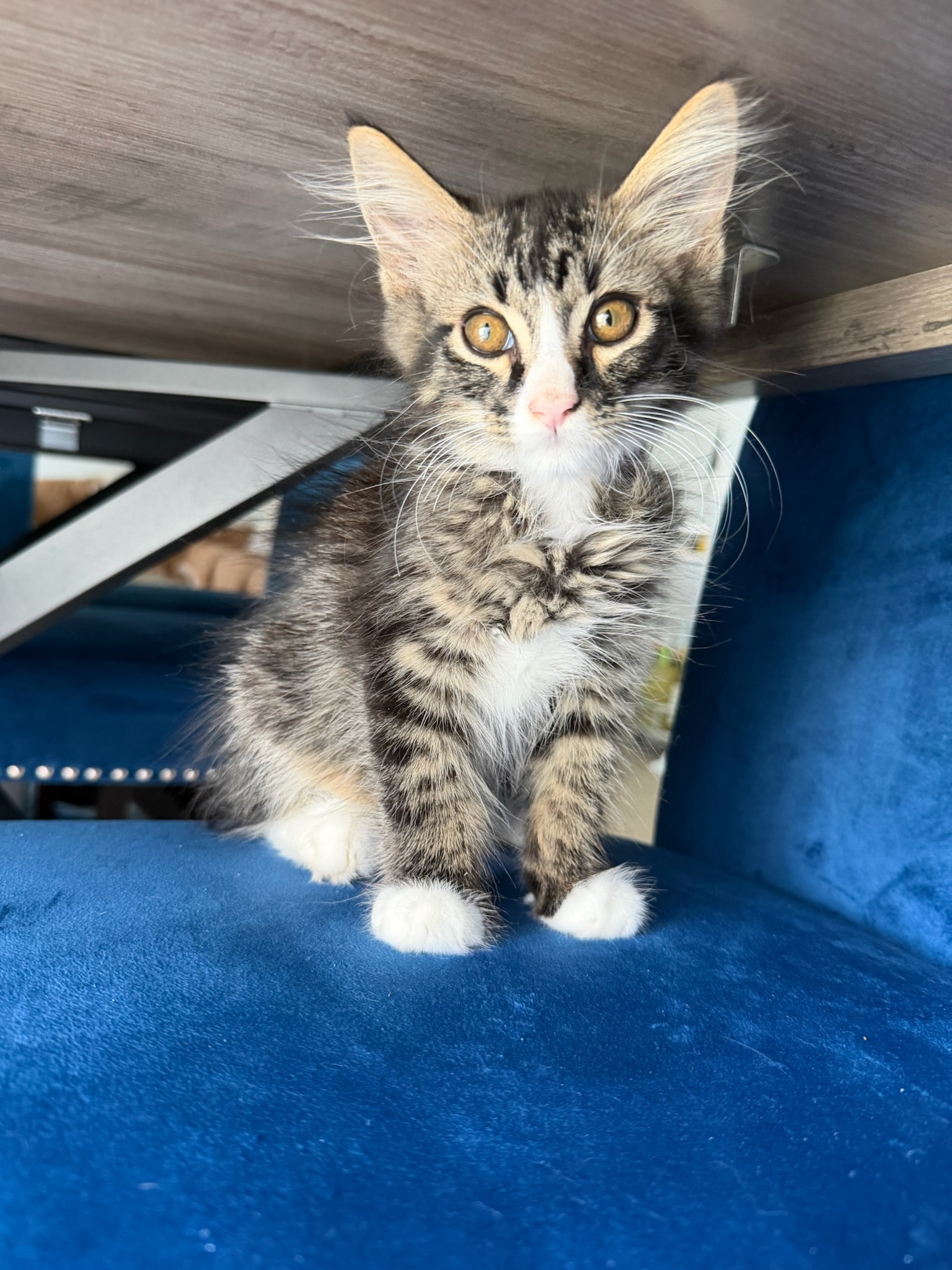 Toby — Domestic Longhair available for adoption