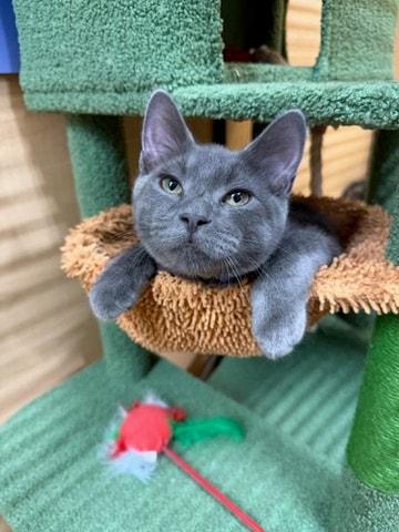 Willow — Domestic Shorthair available for adoption