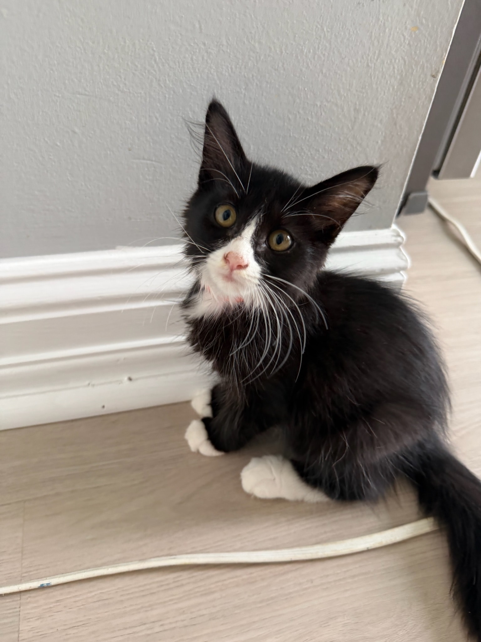 Yang — Domestic Shorthair available for adoption
