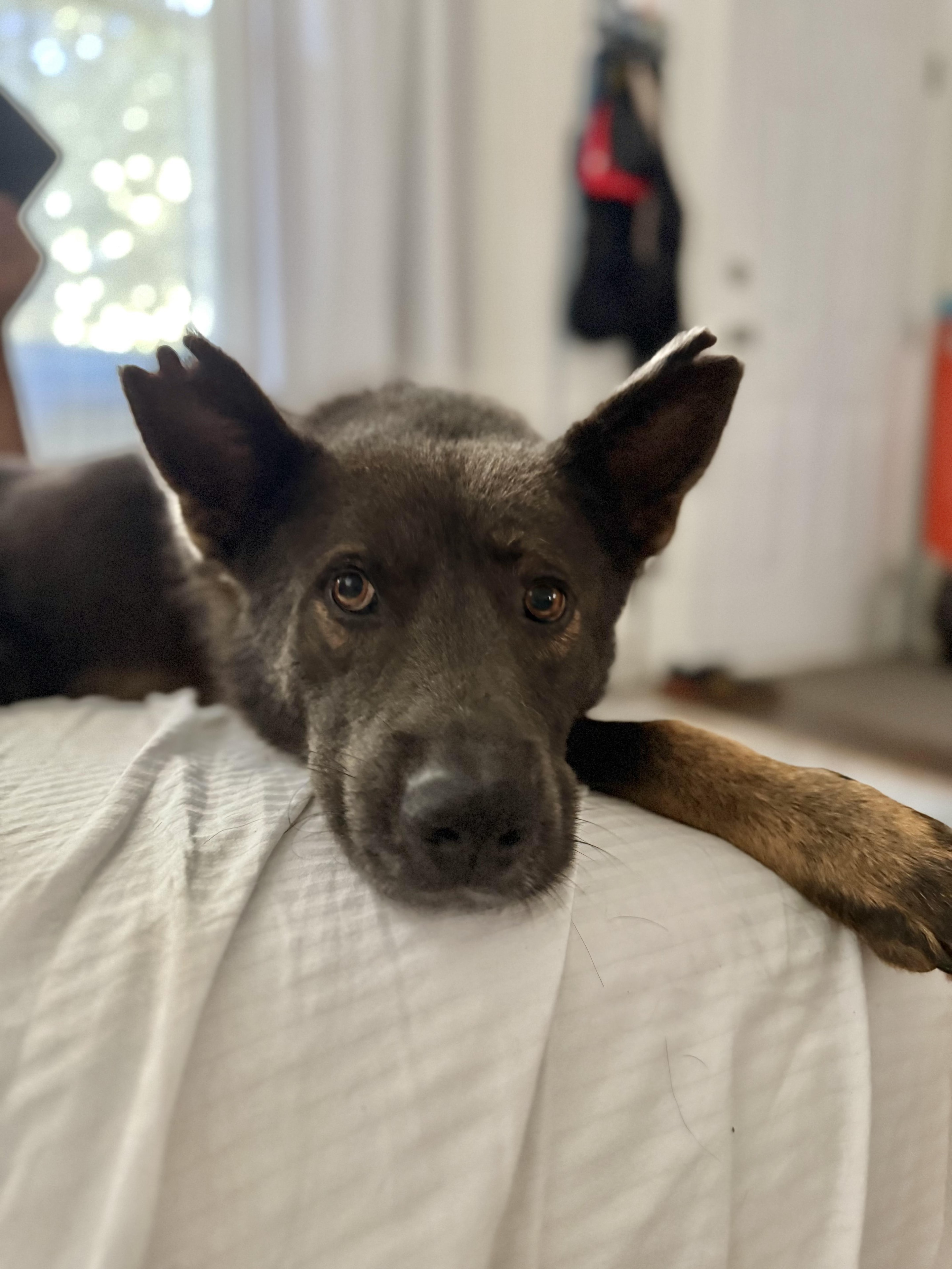 Handsome