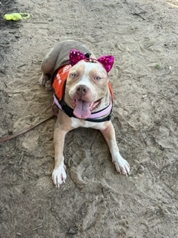 Happy rescue dog with pink bow and bandana